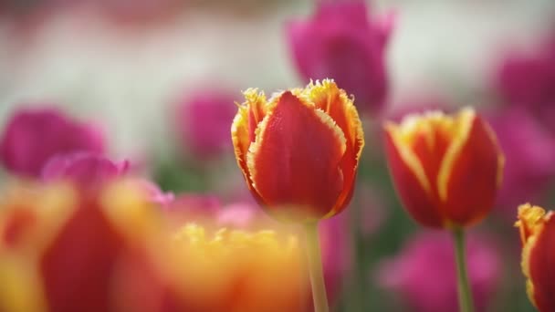 Червоні тюльпани крупним планом — стокове відео