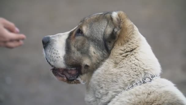Молода порода собак Алабай ходьба на собаку майданчик — стокове відео