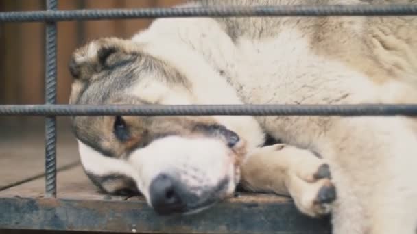 Alabai hund i voljär närbild — Stockvideo