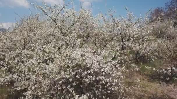 Квітка вишні з видом на пташине око — стокове відео