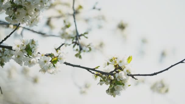 Bloeiende kersenbomen close-up — Stockvideo