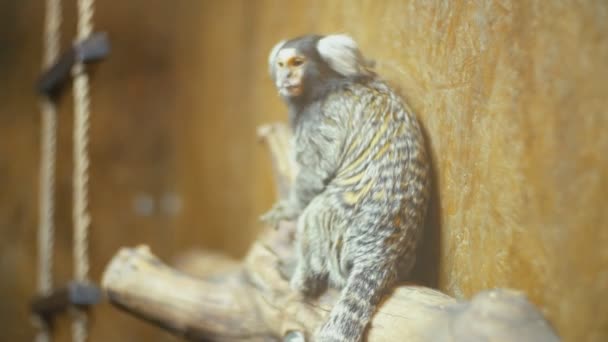 Mono enano de orejas blancas — Vídeos de Stock
