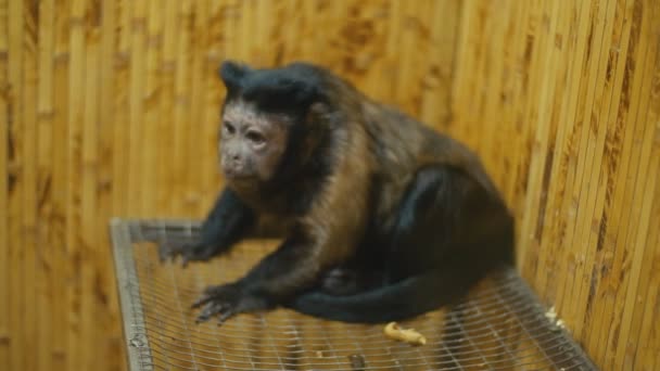 Barna kapucinus ül a ketrecben — Stock videók