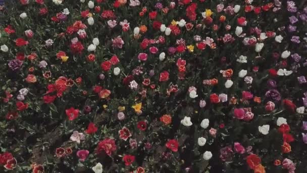 Bunte Tulpen aus der Vogelperspektive — Stockvideo