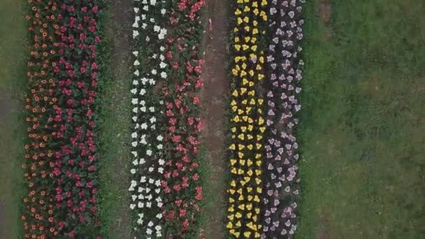 Birds-eye multi-colored tulips — Stock Video