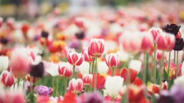 yakın mesafeden renkli lale