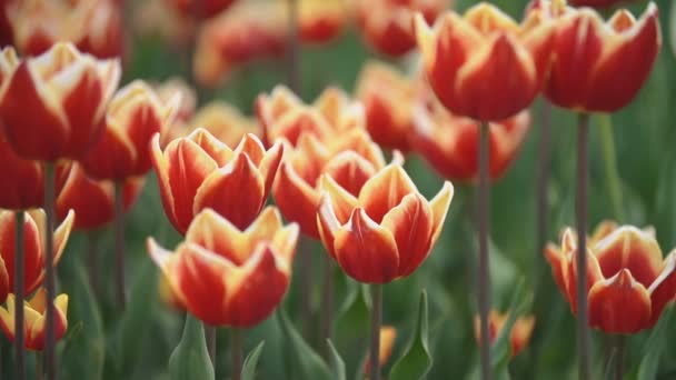 Tulipanes rojos de cerca — Vídeos de Stock