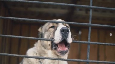 Alabai köpek kuş yakın çekim
