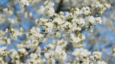 çiçekli kiraz ağaçları yakın çekim