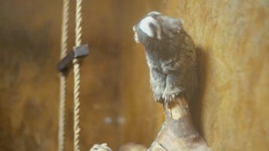 cüce beyaz kulaklı maymun