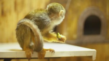 sincap maymun Sajmir