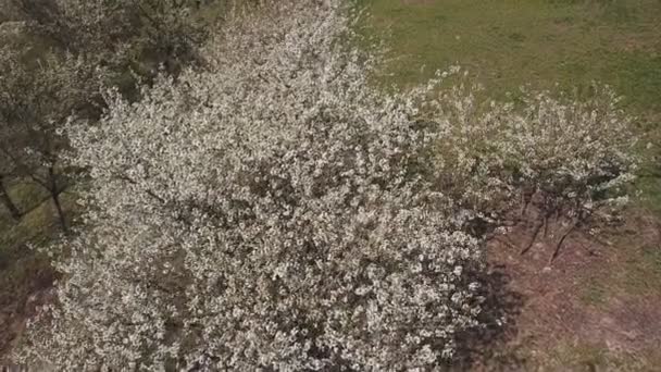 Drzewo wiśniowe kwiaty z widokiem z ptasią oko — Wideo stockowe