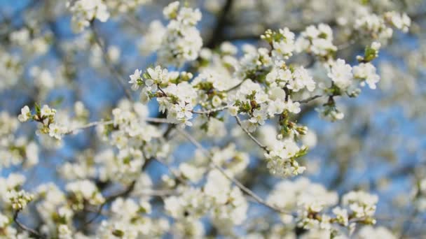 les cerisiers à fleurs se rapprochent 