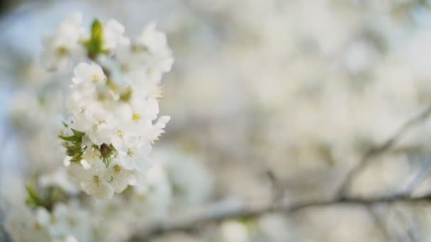 Les cerisiers à fleurs se rapprochent — Video