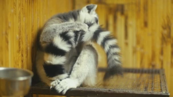 Cat lemur sitting in his cage — Stock Video