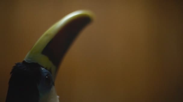 Portrait of a red-billed toucan — Stock Video