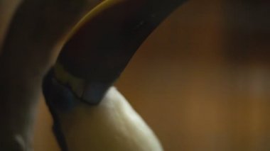 kırmızı gagalı toucan portresi
