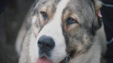 genç köpek doğurmak Alabai bir köpek oyun alanında yürüyüş