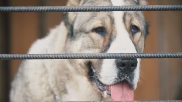 Alabai câine în aviar — Videoclip de stoc