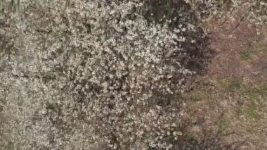 kuş bakışı manzaralı ağaç kiraz çiçekleri