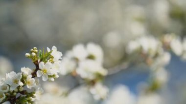 çiçekli kiraz ağaçları yakın çekim