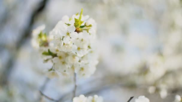 Les cerisiers à fleurs se rapprochent — Video