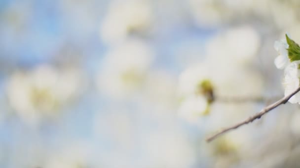 Floração cerejeiras fechar — Vídeo de Stock