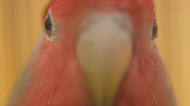 Попугай с очень близкого расстояния — стоковое видео