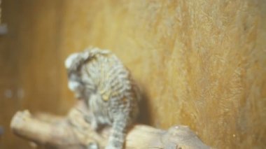 cüce beyaz kulaklı maymun