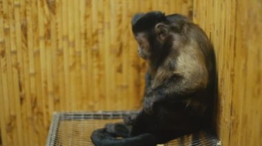 kahverengi kapuçin bir kafeste oturan