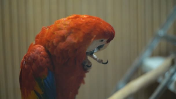 Macaw macaw papağan yakın — Stok video