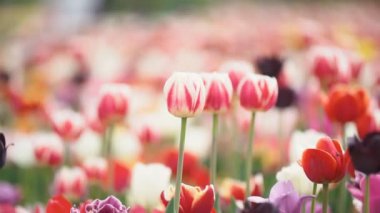 yakın mesafeden renkli lale