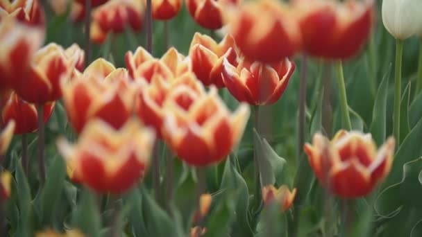 Rote Tulpen aus nächster Nähe — Stockvideo