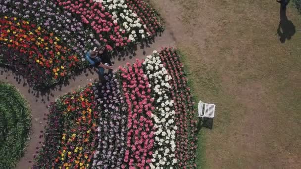 Pareja abrazándose en un campo de tulipanes — Vídeos de Stock