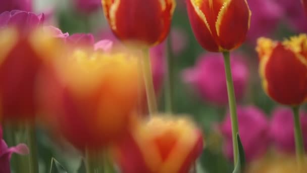 Červené tulipány zavřít — Stock video