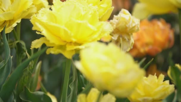 Tulipanes amarillos primer plano — Vídeos de Stock