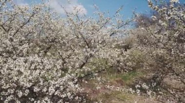 kuş bakışı manzaralı ağaç kiraz çiçekleri