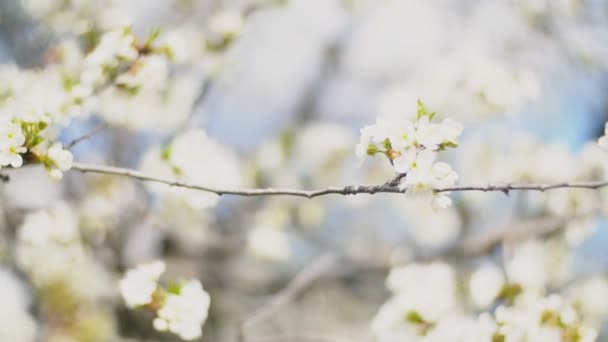 Kwitnące wiśniowe drzewa zbliżenie — Wideo stockowe