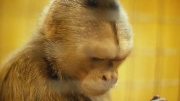 Capuchin monkey portrait — Stock Video