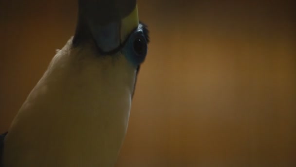 Portrait of a red-billed toucan — Stock Video