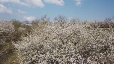 kiraz çiçeği ağacı