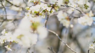 çiçekli kiraz ağaçları yakın çekim