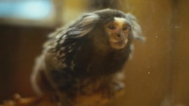 cüce beyaz kulaklı maymun