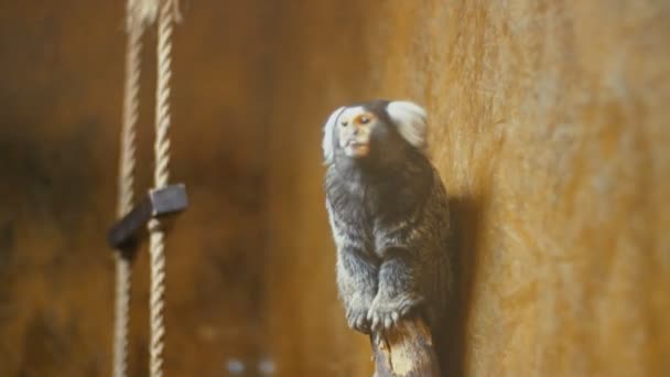 Macaco anão de orelhas brancas — Vídeo de Stock