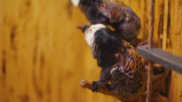 矮白耳猴 — 图库视频影像
