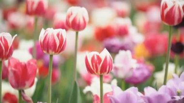 yakın mesafeden renkli lale