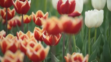 Kırmızı laleler yakın.