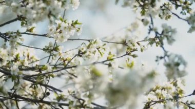 çiçekli kiraz ağaçları yakın çekim