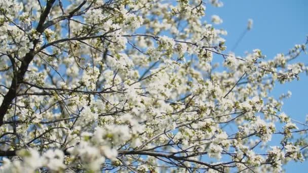 les cerisiers à fleurs se rapprochent 