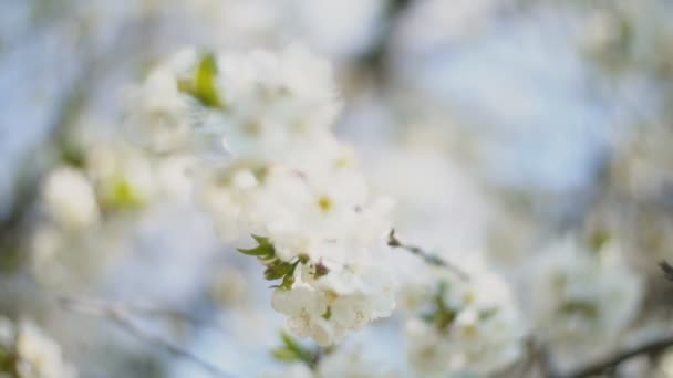 Les cerisiers à fleurs se rapprochent — Video